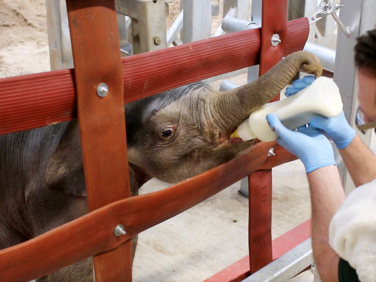 Baby elephant thriving after difficult birth